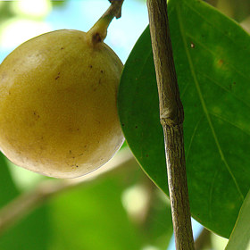 Jejich plody vypadají chutně, ale obsahují smrtelný jed. Pokud ochutnáte, čeká vás minimálně několik hodin silných bolestí.