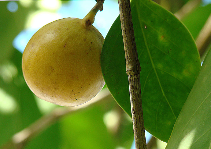 Jejich plody vypadají chutně, ale obsahují smrtelný jed. Pokud ochutnáte, čeká vás minimálně několik hodin silných bolestí.