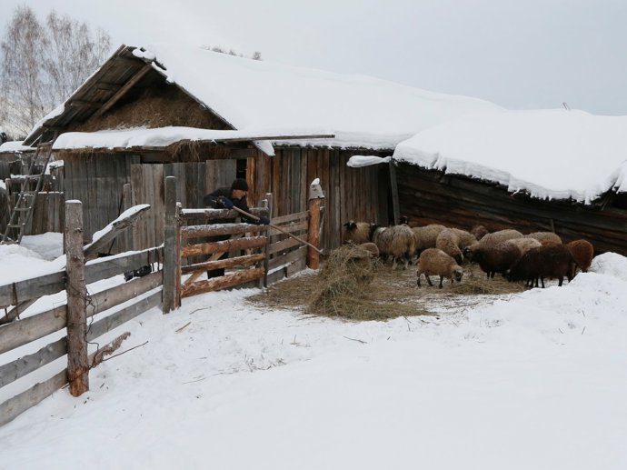 Postarat se o stádo ovcí není jen tak.