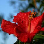 1. Ibišek. Tato rostlina může dorůst až do výšky 180 centimetrů a její květy mají průměr až 20 centimetrů. Potřebuje hodně slunečního světla.