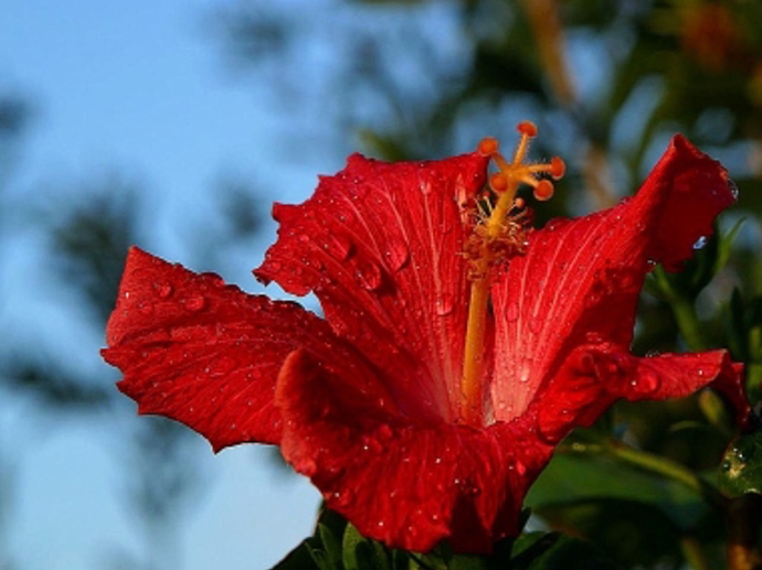 1. Ibišek. Tato rostlina může dorůst až do výšky 180 centimetrů a její květy mají průměr až 20 centimetrů. Potřebuje hodně slunečního světla.