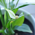 3. Lopatkovec. Ideální rostlina pro začínající pěstitele. Je velmi nenáročná, ale její listy mohou být toxické pro domácí zvířata.