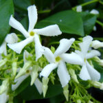 4. Jasmín. Je znám především svou sladkou vůní. Můžete ho zasadit do normálního i závěsného květináče – záleží na vás.