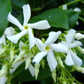 4. Jasmín. Je znám především svou sladkou vůní. Můžete ho zasadit do normálního i závěsného květináče – záleží na vás.