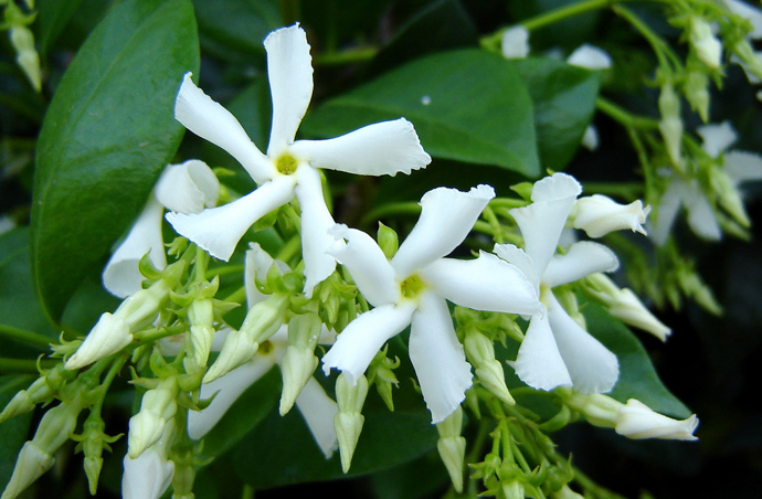 4. Jasmín. Je znám především svou sladkou vůní. Můžete ho zasadit do normálního i závěsného květináče – záleží na vás.