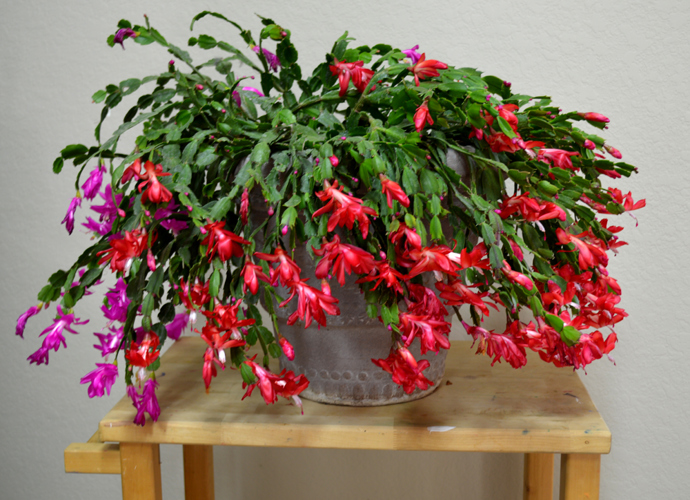 5. Vánoční kaktus. Má rád chladno a světlo, což z něj dělá perfektní rostlinu pro zimní období. Pěkně kvete.