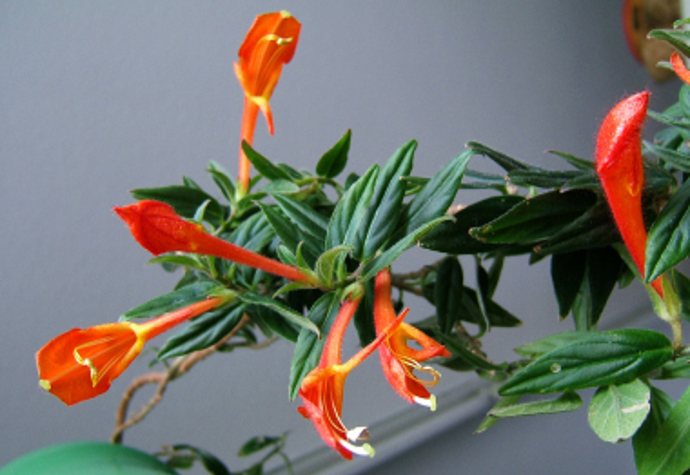 6. Columnea x banksii. Takzvaná Goldfish Plant po celý rok vytváří jasně oranžové květy. Potřebuje ale dostatek slunečního světla. Doporučujeme zasadit ji do závěsného květináče.