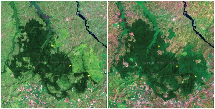 Mabira Forest (Uganda), listopad 2001 – leden 2006.