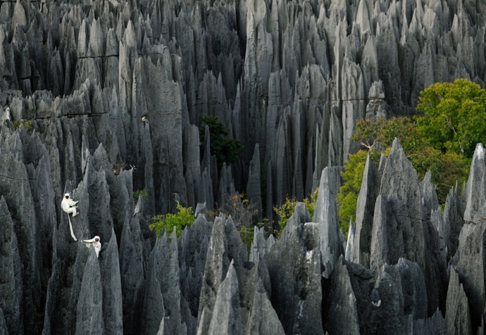 12. „Zkamenělý les“ v Tsingy de Bemaraha National Park (Madagaskar).