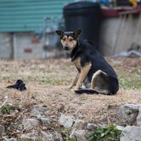 Vlaky a vláčky miluje každé malé dítě a také mnozí dospělí. V Moskvě je dokonce využívají třeba toulaví psi. Umějí si nastoupit na lokálních nádražích na předměstí a dostat se až do centra města, kde snadněji naleznou potravu.