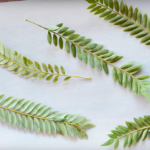 ... a další zelené části rostlin.