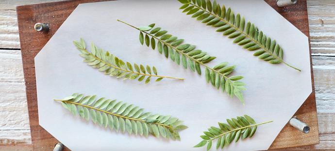 ... a další zelené části rostlin.