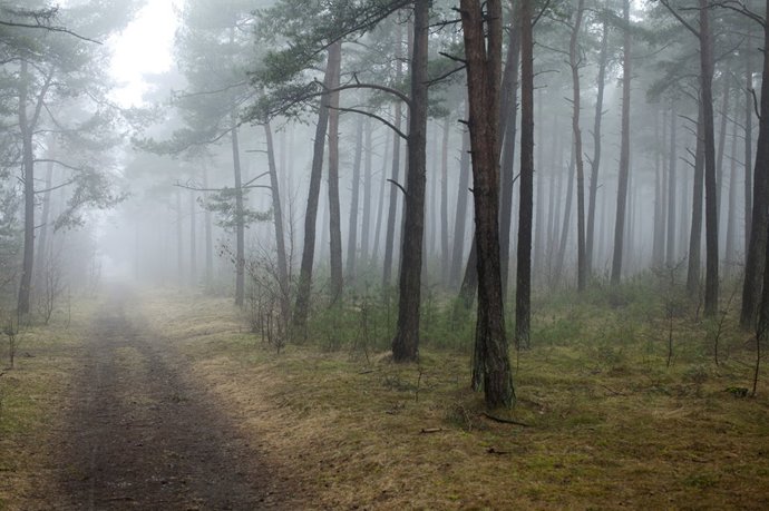 Les v oblasti Bokenäs, Klev.