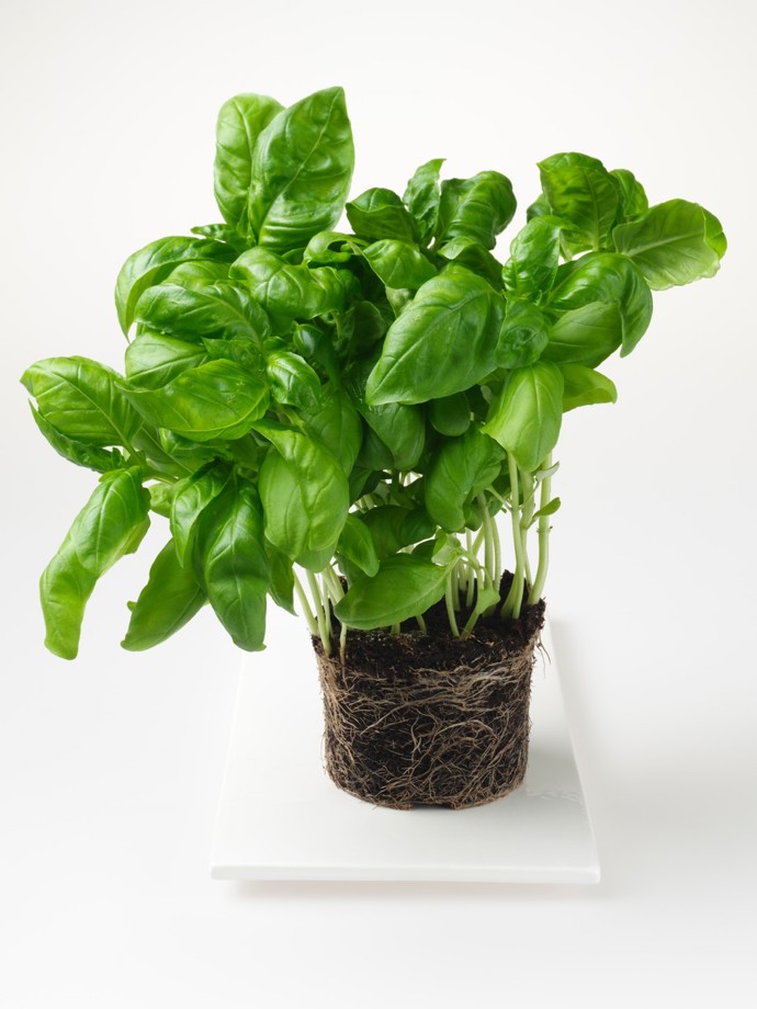 1. Bazalka. Nejenže bude držet komáry pěkně zkrátka, ale dodá vašemu domovu vůni Itálie!