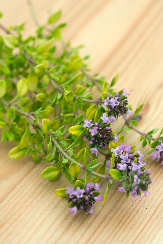 9. Citronový tymián. Oproti tomu klasickému vyniká výraznou citrusovou vůní, která odpuzuje otravný hmyz a vábí ten prospěšný, kupříkladu čmeláky.