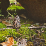 Podobně jako my ostatní zprvu avokádové pecky bezmyšlenkovitě vyhazovala. Až jednou (psal se rok 2014) vyloupla ze zelené dužiny něco, co změnilo její život.