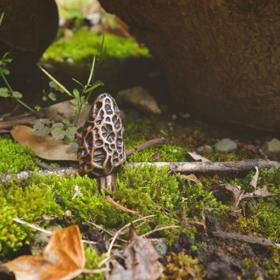 Podobně jako my ostatní zprvu avokádové pecky bezmyšlenkovitě vyhazovala. Až jednou (psal se rok 2014) vyloupla ze zelené dužiny něco, co změnilo její život.