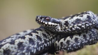 Setkat se s hadem je samo o sobě vzácné kvůli jejich plachosti, shodují se experti.