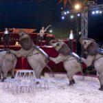 Rodiče každého z nás vzali minimálně jednou do cirkusu a my jsme chtěli ještě, opelichaná zvířata nám tenkrát nevadila.