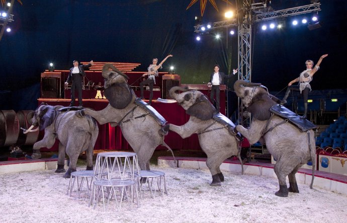 Rodiče každého z nás vzali minimálně jednou do cirkusu a my jsme chtěli ještě, opelichaná zvířata nám tenkrát nevadila.