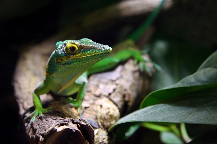 Anolis barakojský žlutohrdlý.