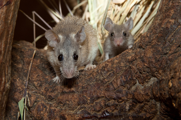 Myš bodlinatá je aktivní především v noci a za soumraku.