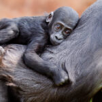 Zoo Praha je jedinou českou zoo, kde se daří gorily nížinné rozmnožovat.