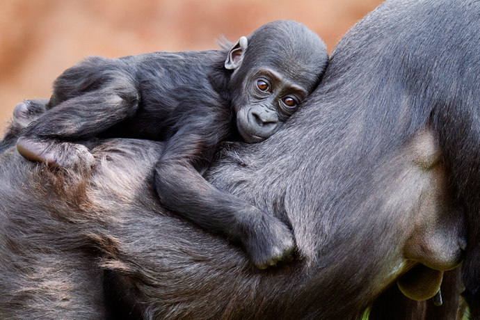 Zoo Praha je jedinou českou zoo, kde se daří gorily nížinné rozmnožovat.