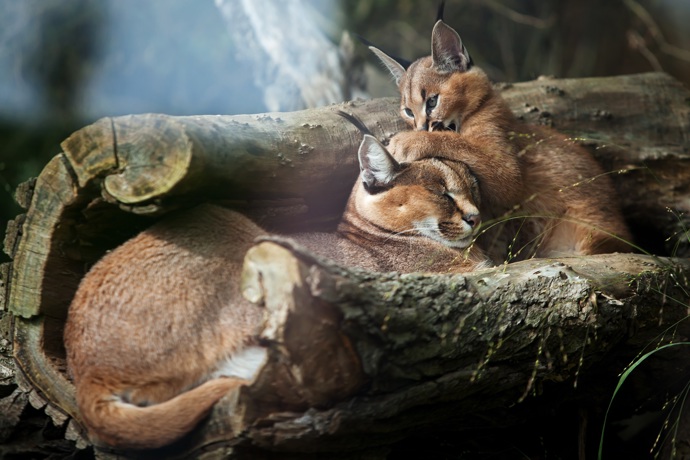 Navenek se sice karakal trochu podobá rysovi, ale tyto šelmy nejsou nijak zvlášť spřízněné.