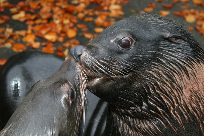 V Zoo Praha žijí lachtani jihoafričtí od roku 1991.