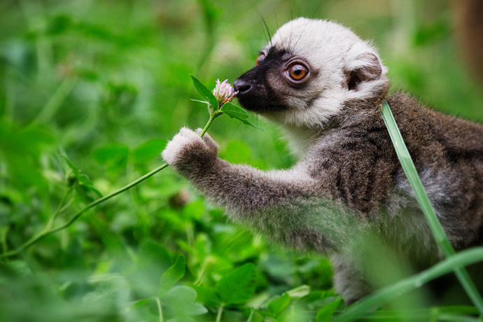 Lemur bělohlavý patří k nejroztomilejším obyvatelům pražské zoo.