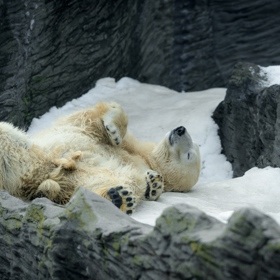 Vítaným zpestřením a možností uplatnit vynikající čich je pro mnohá zvířata pachový enrichment. Lední medvědi měli tendenci se na místech s natřeným povrchem povalovat a otírat se o ně.
