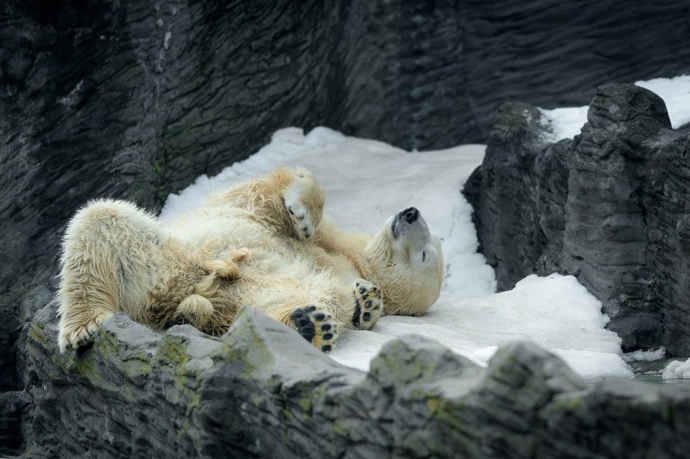 Vítaným zpestřením a možností uplatnit vynikající čich je pro mnohá zvířata pachový enrichment. Lední medvědi měli tendenci se na místech s natřeným povrchem povalovat a otírat se o ně.
