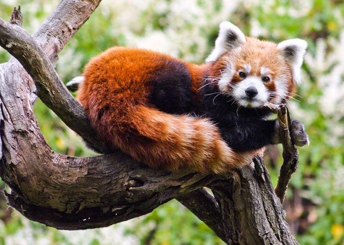 Pandy červené obývají výběh hned za hlavním vchodem do zoo, jedná se o vůbec nejstarší expozici v areálu.