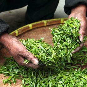 Zelený čaj podporuje imunotu