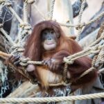 Pro zajištění životní pohody zvířat v lidské péči má velký význam promyšlený a strukturovaný prostor expozice umožňující nejenom dostatečnou pohybovou aktivitu, ale i možnost úkrytu a nerušeného odpočinku.