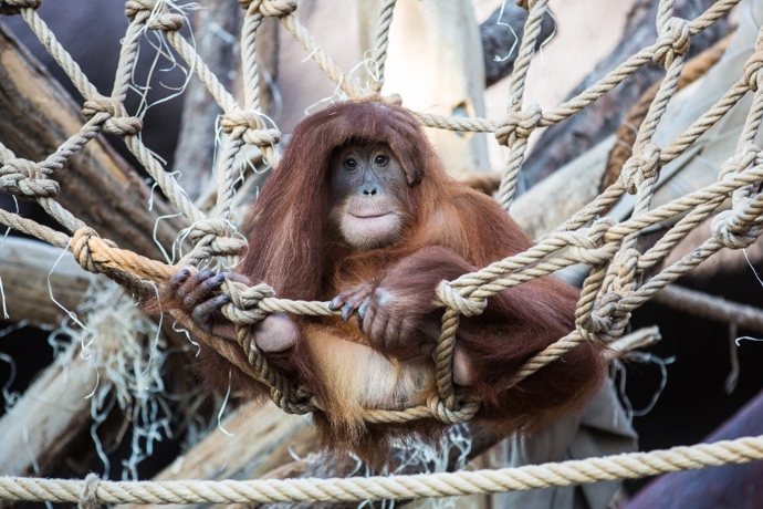 Pro zajištění životní pohody zvířat v lidské péči má velký význam promyšlený a strukturovaný prostor expozice umožňující nejenom dostatečnou pohybovou aktivitu, ale i možnost úkrytu a nerušeného odpočinku.