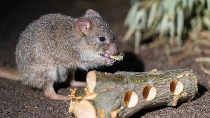 Špalíky z tvrdého dřeva s vyvrtanými otvory a ukrytou potravou se jako potravní enrichment osvědčily například u klokánků králíkovitých.