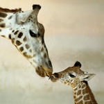 První žirafa do československých zoo přišla v roce 1954 právě do zoo Praha.