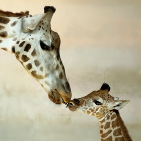 První žirafa do československých zoo přišla v roce 1954 právě do zoo Praha.