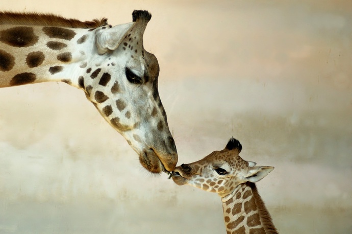 První žirafa do československých zoo přišla v roce 1954 právě do zoo Praha.