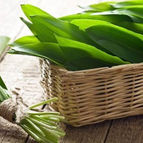 Medvědí česnek je nabitý vitaminy.