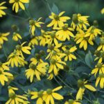 Problémy s krevním tlakem dokáže skvěle upravit arnika. Arnika urychluje také vstřebávání modřin a různých podlitin.