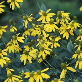 Problémy s krevním tlakem dokáže skvěle upravit arnika. Arnika urychluje také vstřebávání modřin a různých podlitin.