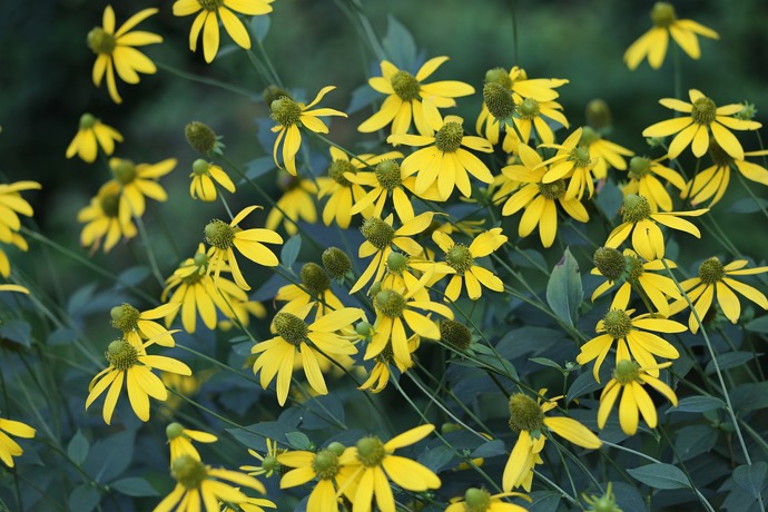 Problémy s krevním tlakem dokáže skvěle upravit arnika. Arnika urychluje také vstřebávání modřin a různých podlitin.