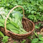 Nasbírejte si ho do zásoby a připravte si z něj doma třeba vynikající pesto.