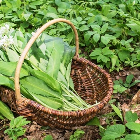 Nasbírejte si ho do zásoby a připravte si z něj doma třeba vynikající pesto.