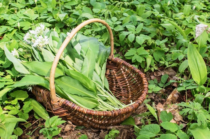 Nasbírejte si ho do zásoby a připravte si z něj doma třeba vynikající pesto.