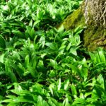 Medvědí česnek v přírodě roste v lužních listnatých lesích či spíše hájích, nejraději má buk.