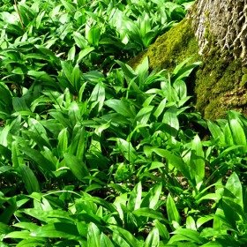 Medvědí česnek v přírodě roste v lužních listnatých lesích či spíše hájích, nejraději má buk.
